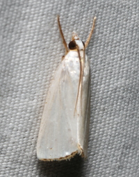 Urola nivalis