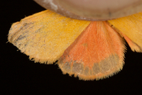 Virbia aurantiaca