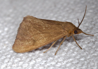 Virbia opella