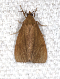 Virbia opella