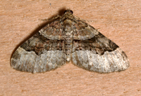 Xanthorhoe lacustrata