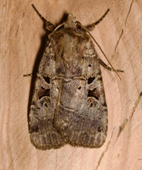 Xestia normanianus