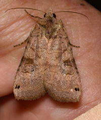 Xestia smithii