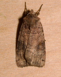 Xestia smithii