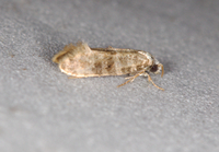 Xylesthia unidentified species