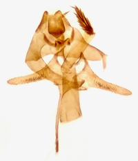 Xylesthia unidentified species