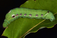 Xylophanes tersa