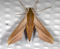 Xylophanes tersa