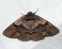 Zale squamularis