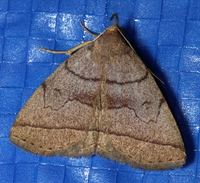 Zanclognatha cruralis