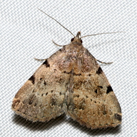 Zanclognatha lituralis