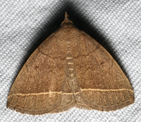 Zanclognatha marcidilinea