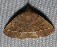 Zanclognatha marcidilinea