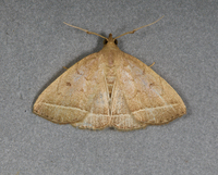 Zanclognatha marcidilinea