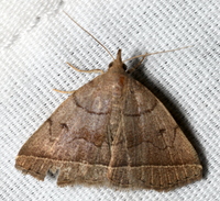 Zanclognatha obscuripennis