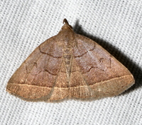 Zanclognatha obscuripennis