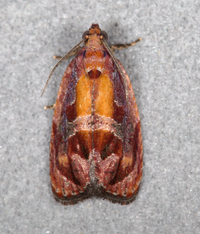 Zomaria rosaochreana