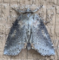 Pseudothyatira cymatophoroides