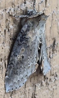 Pseudothyatira cymatophoroides