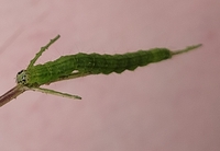 Hypena sordidula