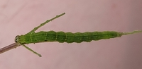Hypena sordidula