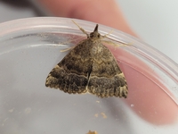 Hypena sordidula