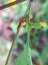 Cirrhophanus triangulifer