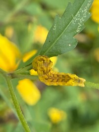 Cirrhophanus triangulifer