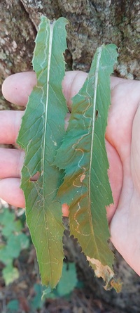 Phyllocnistis insignis