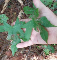 Phyllocnistis liquidambarisella