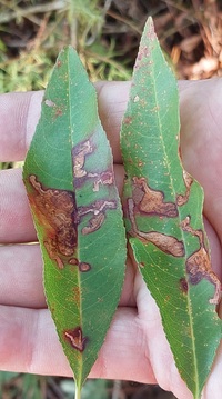 Stigmella prunifoliella
