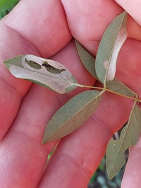 Macrosaccus robiniella