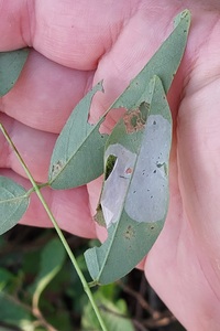 Macrosaccus robiniella