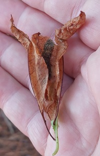 Filatima serotinella