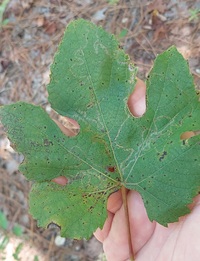Phyllocnistis vitegenella