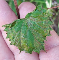 Phyllocnistis vitifoliella