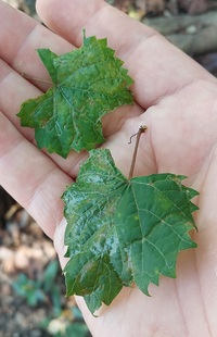 Phyllocnistis vitegenella