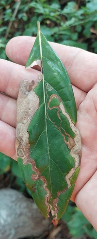 Phyllocnistis hyperpersea