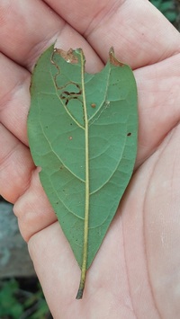 Phyllocnistis subpersea