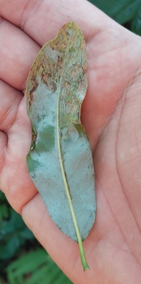Phyllocnistis liriodendronella