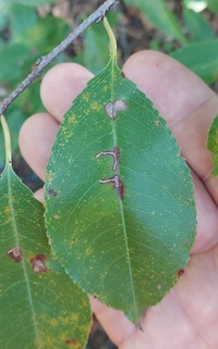 Bucculatrix pomifoliella
