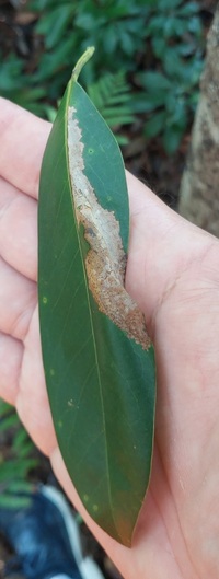 Paralobesia liriodendrana_magnoliana