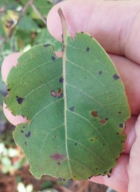 Coptodisca diospyriella