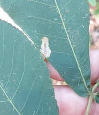 Cameraria caryaefoliella