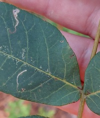 Stigmella caryaefoliella