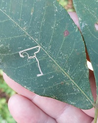 Stigmella new species 2