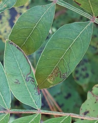 Stigmella intermedia