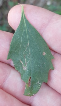 Bucculatrix ivella