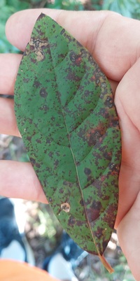 Ectoedemia nyssaefoliella
