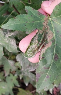 Phyllocnistis liquidambarisella